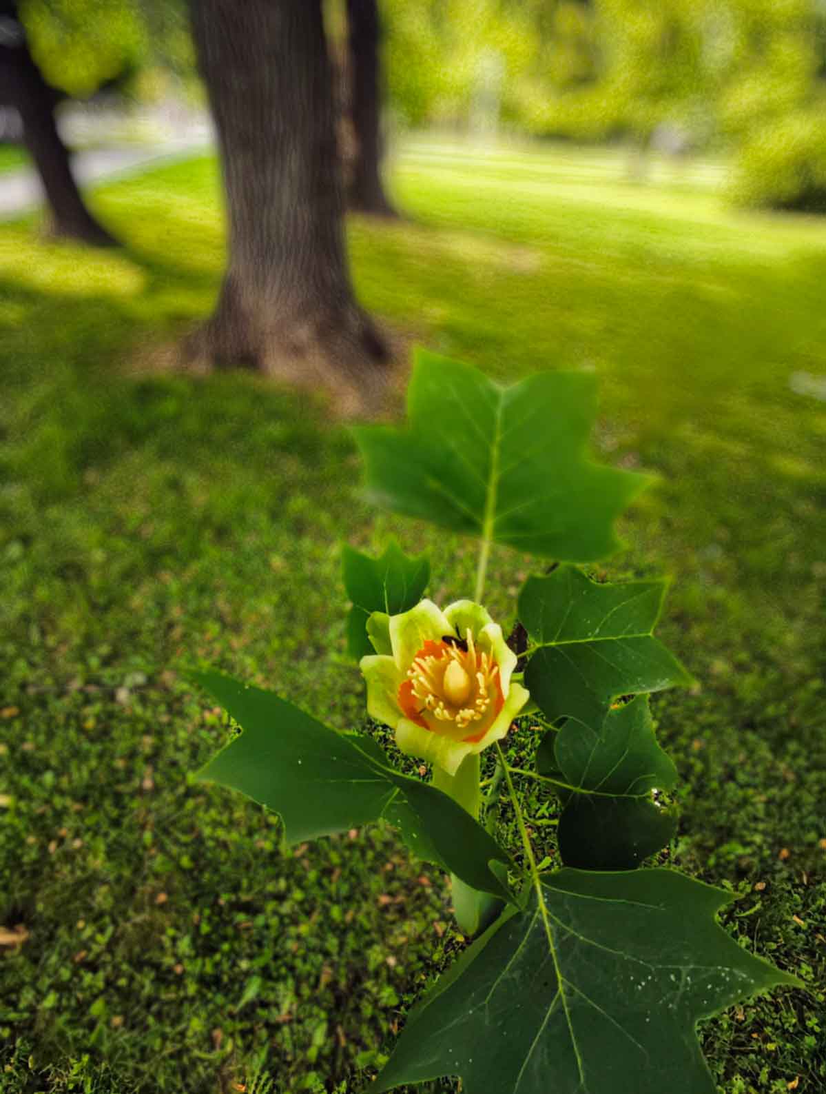 google_foto-003 koncna fotografija